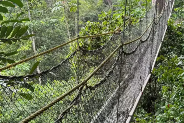 Rainforest & Wildlife Safari