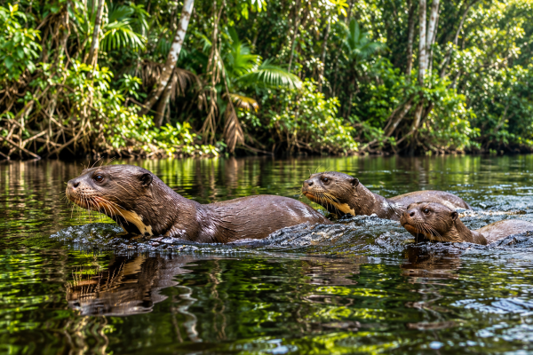 Otter